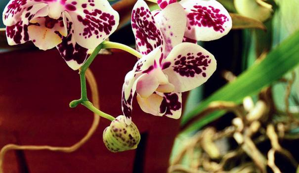 При покупці рекомендується відразу ж   пересадити орхідею   з того горщика, в якому ви її купили, в іншу ємність, більш підходящу для вирощування орхідей
