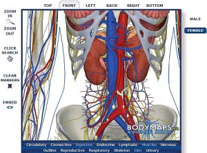 Віртуальний анатомічний атлас дозволяє користувачам досліджувати людське тіло в 3-D