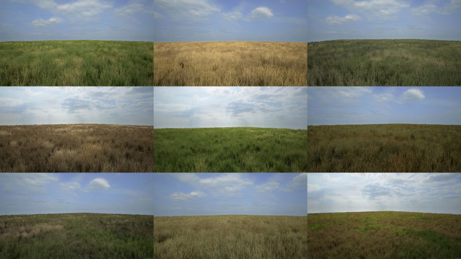 Втім, іноді для того, щоб простір не виглядало одноманітно, досить лише одного типу трави, без жодних варіацій