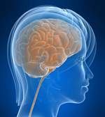 Людський мозок укладений в черепну коробку, наповнену протиударною рідиною, товщиною близько 2,5 см